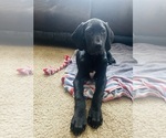 Small Photo #3 Great Dane Puppy For Sale in HARRISBURG, PA, USA