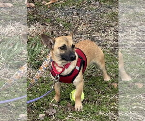 Chihuahua Dogs for adoption in Landenberg, PA, USA