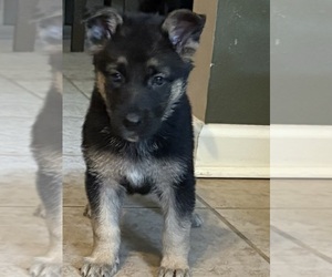 Medium German Shepherd Dog