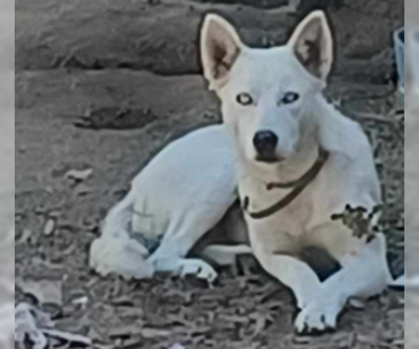 Medium Photo #1 Huskies -Siberian Husky Mix Puppy For Sale in Woodland, CA, USA
