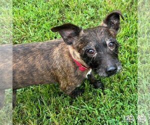 Mutt Dogs for adoption in Washington, DC, USA