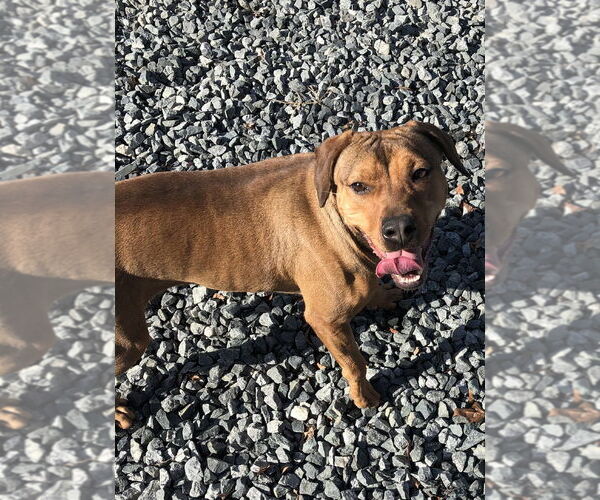 Medium Photo #3 Mutt Puppy For Sale in Thomasville, NC, USA