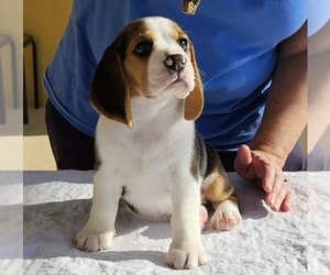 Beagle Puppy for sale in INDIANTOWN, FL, USA