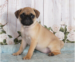 Pug Puppy for sale in PENNS CREEK, PA, USA