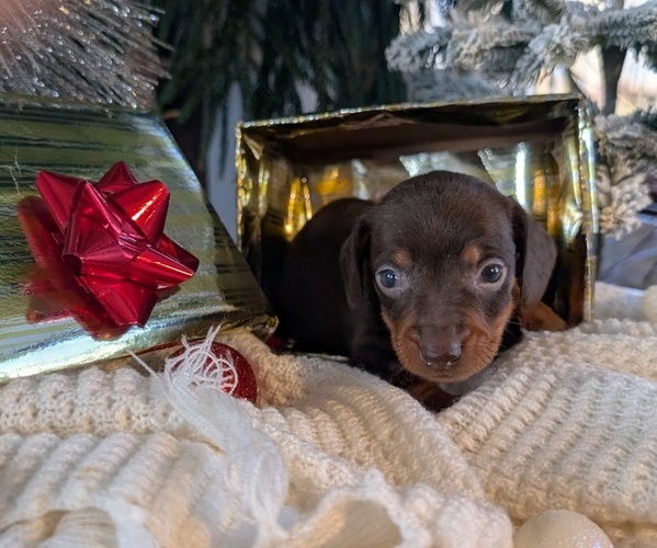 Medium Photo #14 Dachshund Puppy For Sale in GOSHEN, IN, USA