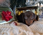 Small #13 Dachshund