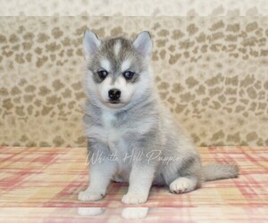 Pomsky Puppy for sale in DENVER, PA, USA