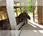 Small #3 Plott Hound Mix