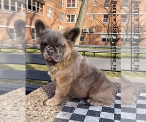 Australian Shepherd Puppy for sale in BROOKLYN, NY, USA