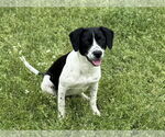 Small Labrador Retriever Mix