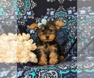 Yorkshire Terrier Puppy for sale in OXFORD, PA, USA