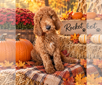 Litter of 8 - Male(s) and Female(s) Poodle (Standard)Litter of Puppies for Sale - Photo #3