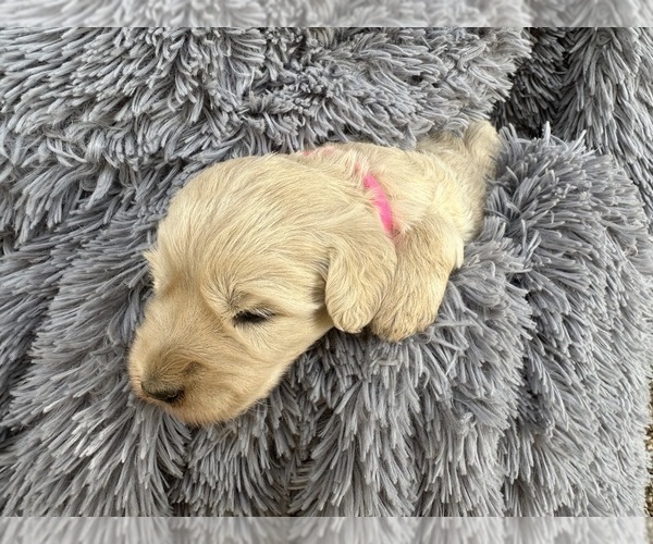 Medium Photo #2 Labradoodle Puppy For Sale in MADERA, CA, USA