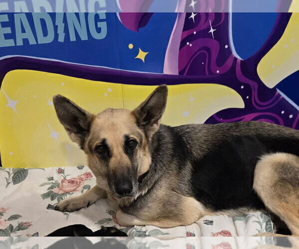 Medium Photo #1 German Shepherd Dog Puppy For Sale in PHOENIX, AZ, USA
