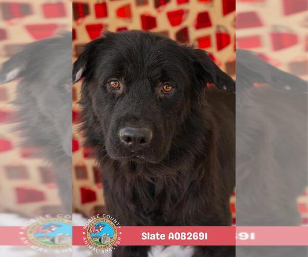 Medium Photo #1 Collie Puppy For Sale in Mobile, AL, USA