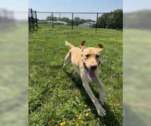 Labrador Retriever-Unknown Mix Dogs for adoption in Oskaloosa, IA, USA