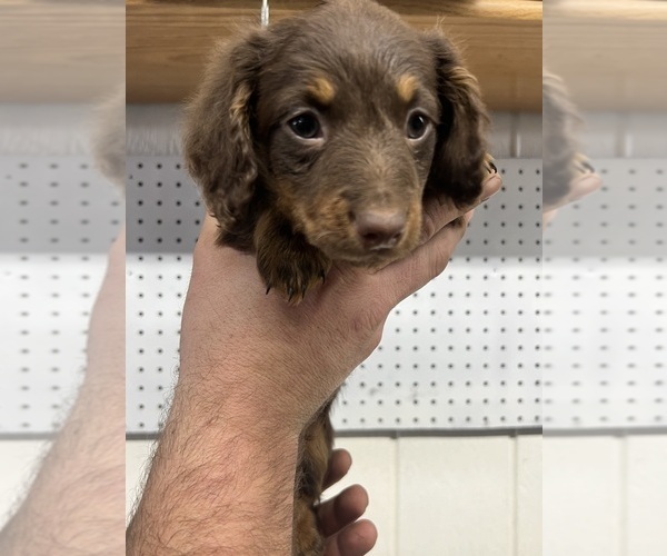View Ad Dachshund Puppy for Sale near Wisconsin, COLUMBUS, USA. ADN840383