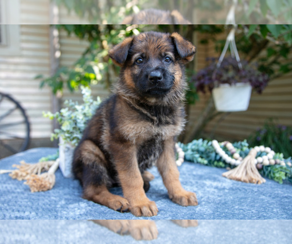Medium Photo #2 German Shepherd Dog Puppy For Sale in MANTON, MI, USA