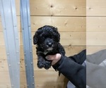 Small Photo #2 Bernese Mountain Dog-Portuguese Water Dog Mix Puppy For Sale in LONG GROVE, IA, USA