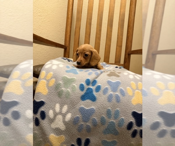 Medium Photo #6 Dachshund Puppy For Sale in RIPLEY, MS, USA