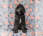Small Photo #3 Poodle (Standard) Puppy For Sale in OXFORD, PA, USA