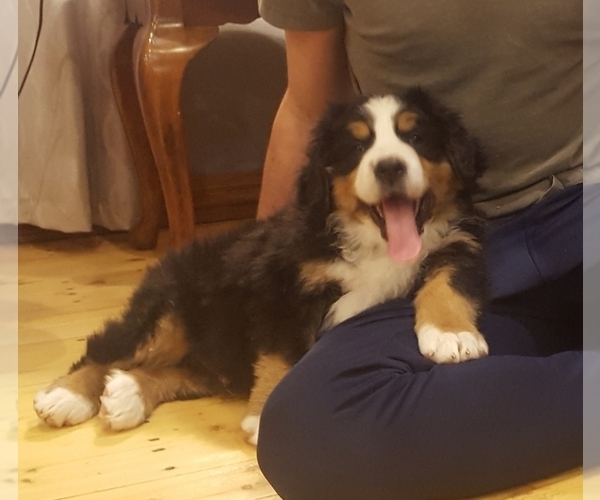 Medium Photo #8 Bernese Mountain Dog Puppy For Sale in NORWOOD, MO, USA