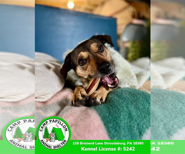 Medium Photo #7 Mutt Puppy For Sale in Stroudsburg, PA, USA