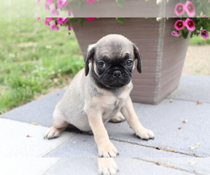 Jug Puppy for sale in SHILOH, OH, USA