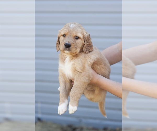 Medium Photo #1 Bernedoodle-Golden Retriever Mix Puppy For Sale in HARRISONVILLE, MO, USA