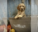 Puppy Smore Goldendoodle-Poodle (Standard) Mix