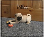 Puppy 1 Pug