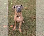 *ROSIE - Female Presa Canario-Unknown Mix Dog for Adoption - Small photo