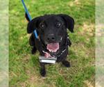 Small #3 Labrador Retriever Mix