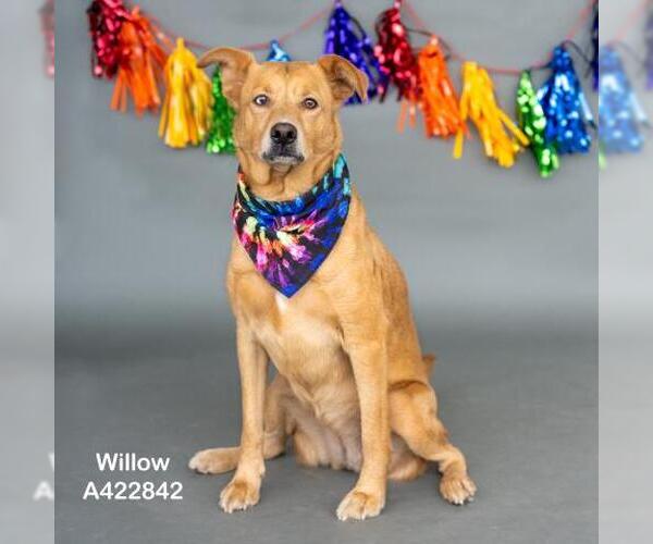 Medium Photo #1 Siberian Husky-Unknown Mix Puppy For Sale in Conroe, TX, USA