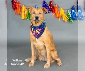 Siberian Husky-Unknown Mix Dogs for adoption in Conroe, TX, USA