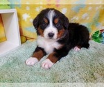 Small Photo #3 Bernese Mountain Dog Puppy For Sale in BLACK FOREST, CO, USA