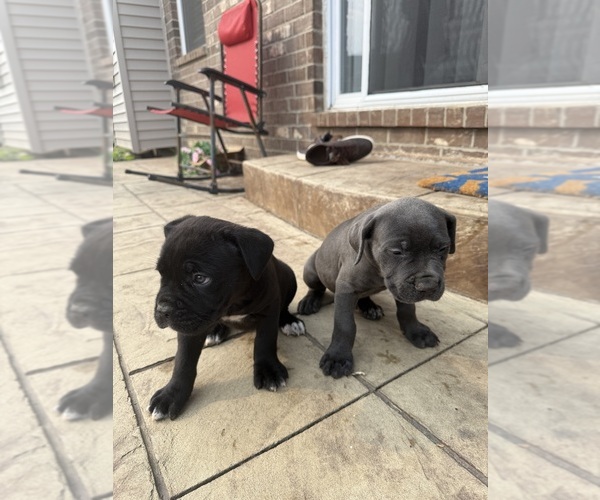 Medium Photo #7 Cane Corso Puppy For Sale in VAN BUREN TWP, MI, USA