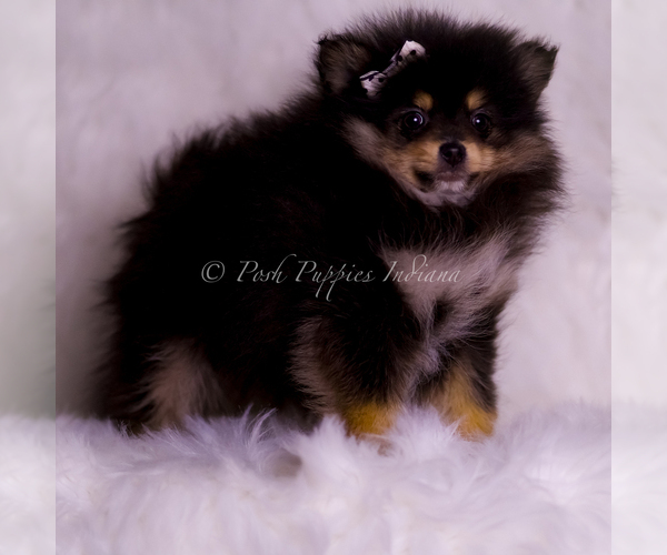 Medium Photo #103 Pomeranian Puppy For Sale in WARSAW, IN, USA