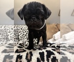 Small #4 Pug