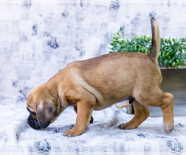 Medium Photo #3 Puggle Puppy For Sale in WAKARUSA, IN, USA