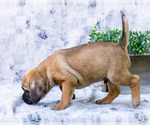 Small Photo #51 Puggle Puppy For Sale in WAKARUSA, IN, USA