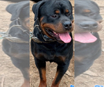 Small #6 Rottweiler