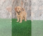 Small #3 Goldendoodle (Miniature)