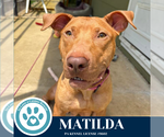 Small #2 American Pit Bull Terrier Mix