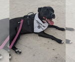 Small #28 American Pit Bull Terrier Mix