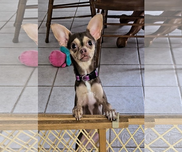 Medium Photo #2 Chihuahua-Unknown Mix Puppy For Sale in Caribou, ME, USA