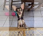 Small #1 Chihuahua Mix
