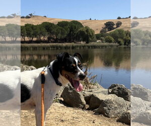 *Hunter Green - Male Jack Russell Terrier-Parson Russell Terrier Mix Dog for Adoption - Photo #2