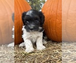 Oreo - Female Bernedoodle (Miniature) Puppy for Sale - Photo #3