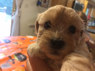 Shih-Poo Puppy for sale in GORHAM, ME, USA